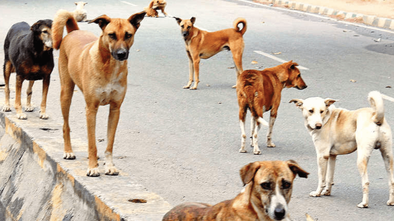 4-year-old girl mauled by a pack of stray dogs in Maharashtra town, sustains 100 wounds